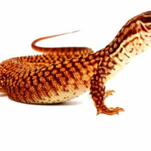 Lezards